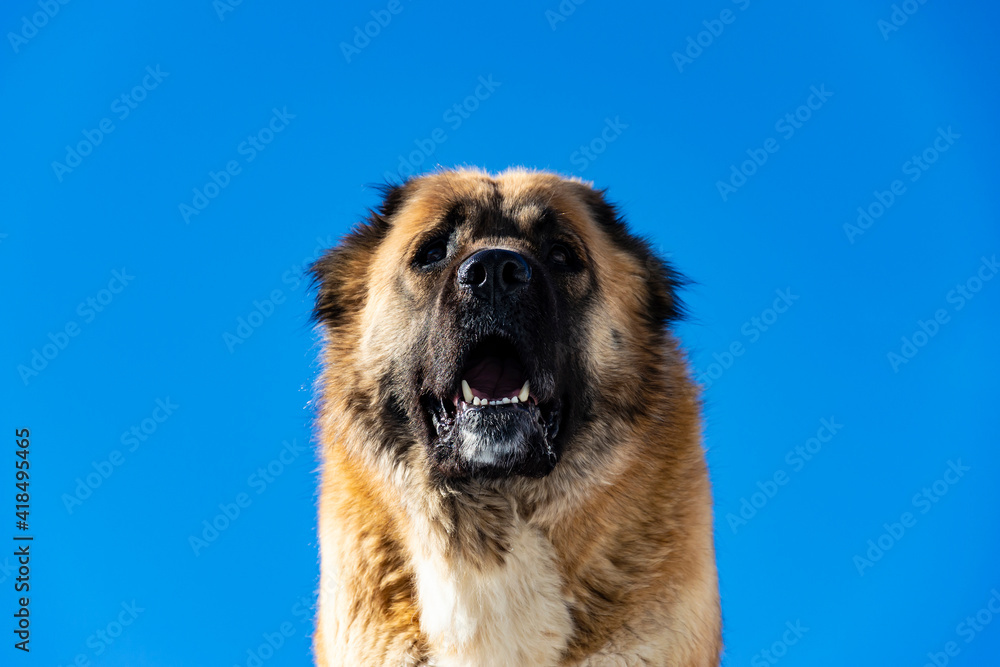 Dog Caucasian shepherd red color. Big face