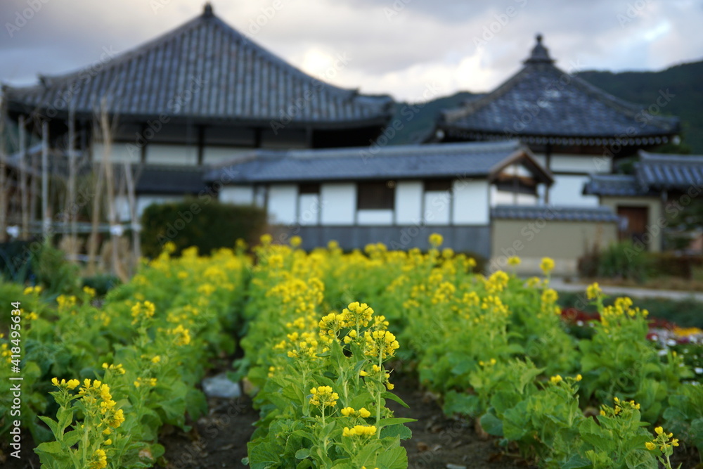 菜の花畑