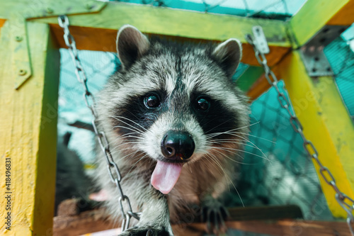 funny and fluffy raccoon shows tongue looks at the camera. close-up