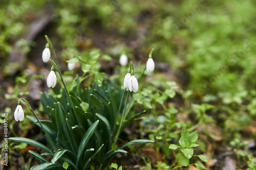 first snowdrops in the rain among the grass close-up on a blurred background © Evgeny