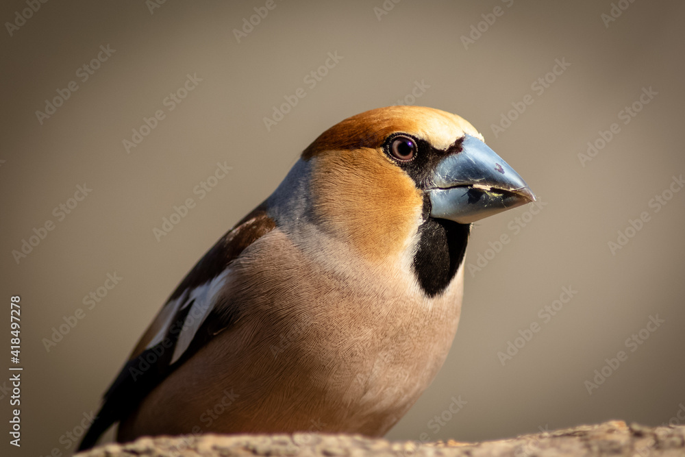 Hawfinch Close up