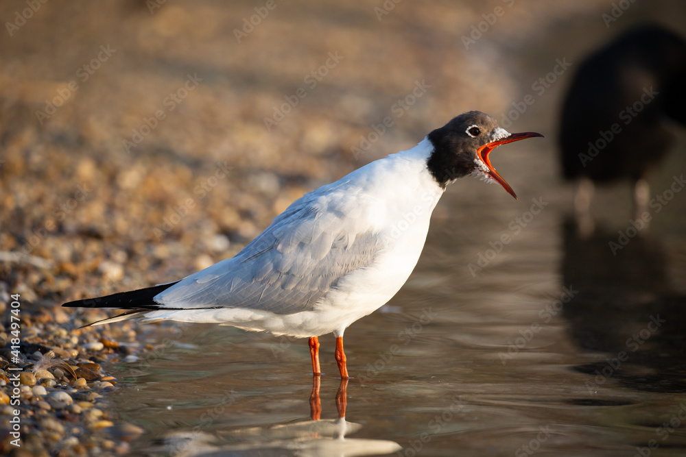 Screeching gull