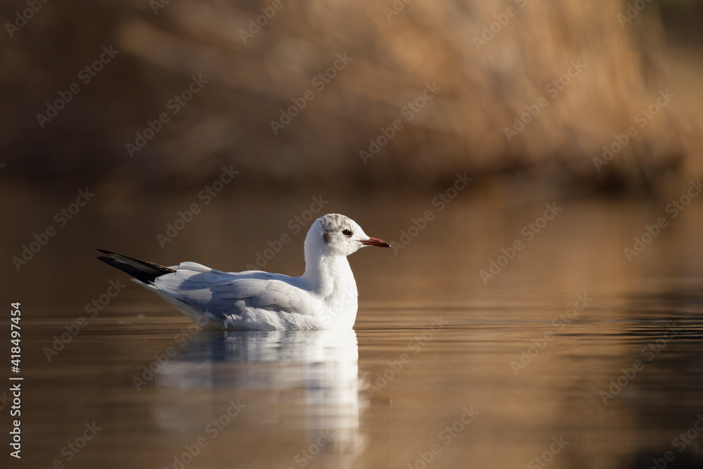 Gull
