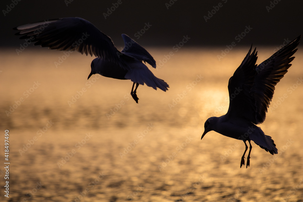 Birds in flight