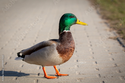Obraz na płótnie Male Mallard Duck Close up w salonie