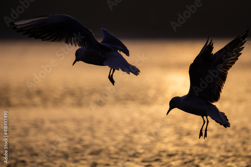 Obraz na płótnie Birds in flight w salonie