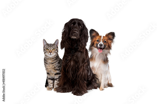 Photography two dogs and one tabby cat sitting in front of a white background