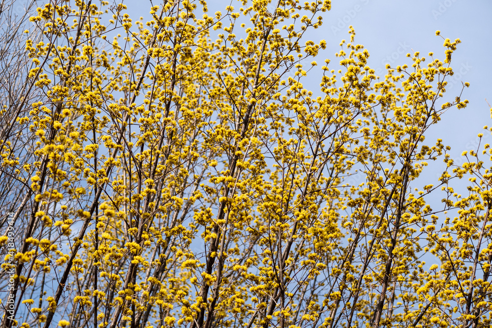 天に伸びる黄色の木花 天に伸びる黄色の木花