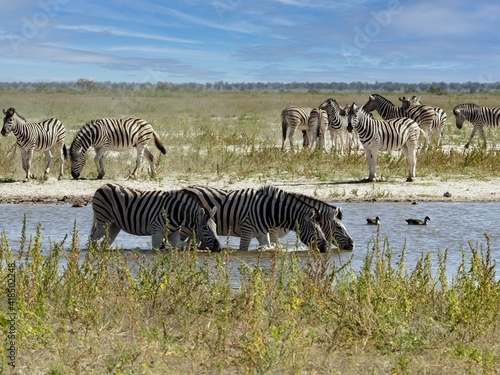 A small herd of Damara zebra  Equus burchelli antiquorum  at a watering hole in Etosha National Park. Namibia