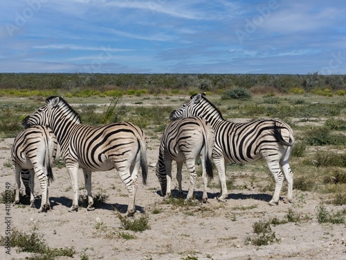 Damara zebra  Equus burchelli antiquorum  are abundant in the Etosha National Park. Namibia