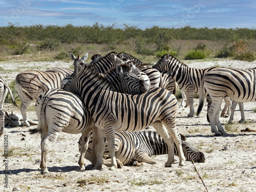 Damara zebra  Equus burchelli antiquorum  take care of each other s fur in Etosha National Park. Namibia