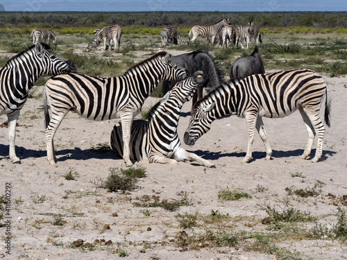 Damara zebra games  Equus burchelli antiquorum  in Etosha National Park. Namibia