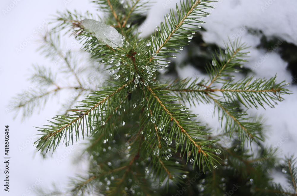 Wet young spruce close-up in early spring