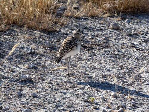 Kittlitz´s Plover, Charadrius pecuarius, stands in the steppe and watches the surroundings, Namibia photo