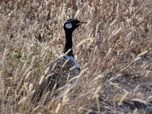 Black Korhaan, Eupodotis afraoides peeks out from standing in tall grass and looking for a female. Namibia photo