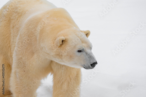 Close up portrait of polar bear (Ursus maritimus). Cloudy winter day. Selective focus.