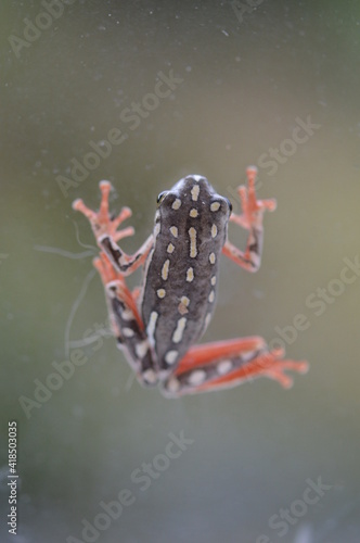 frog on a window