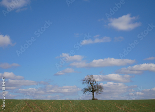 solitary tree in a field