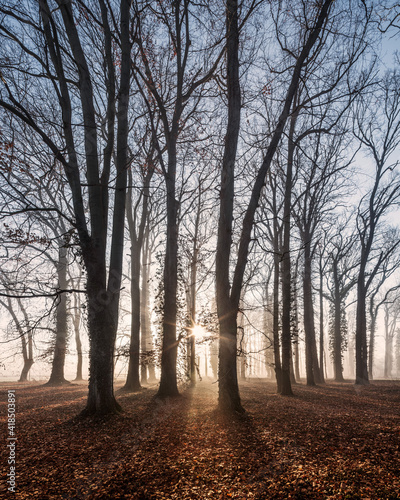 Foggy Forest of Bare Trees at Sunsrise in Winter