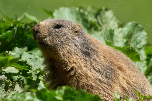 Neugieriges Alpenmurmeltier in Nahaufnahme