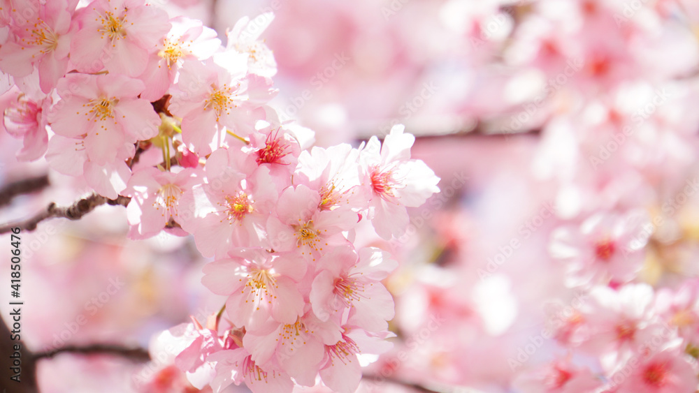 満開の河津桜のアップ