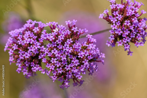 purple flower of purpletop, clustertop or Argentinian vervain or tall verbena or pretty verbena (Verbena bonariensis) photo