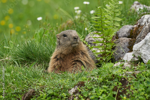 Neugieriges Alpenmurmeltier vor seinem Bau