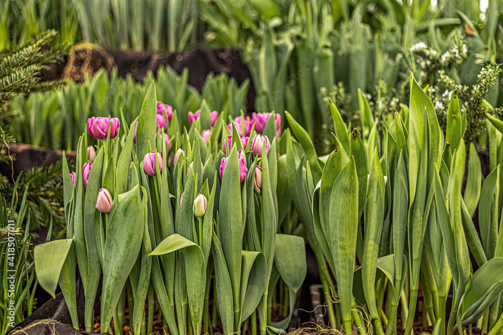 Obraz premium Pink tulips on a flower bed in the garden. Spring. Blooming.