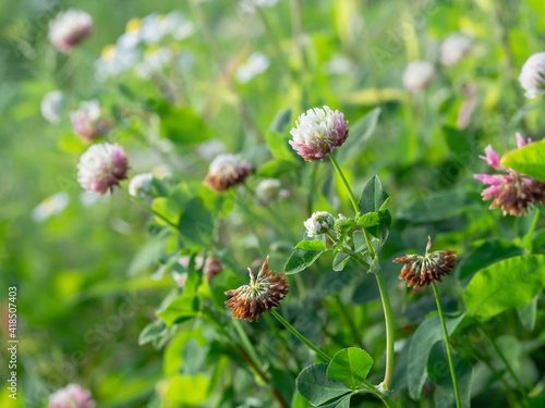 Alsike clover, Trifolium hybridum, European native cultivar, growing on a meadow, used as fodder, closeup with selective focus photo