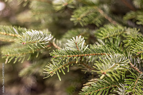 Background of green spruce branches of a coniferous plant in the garden