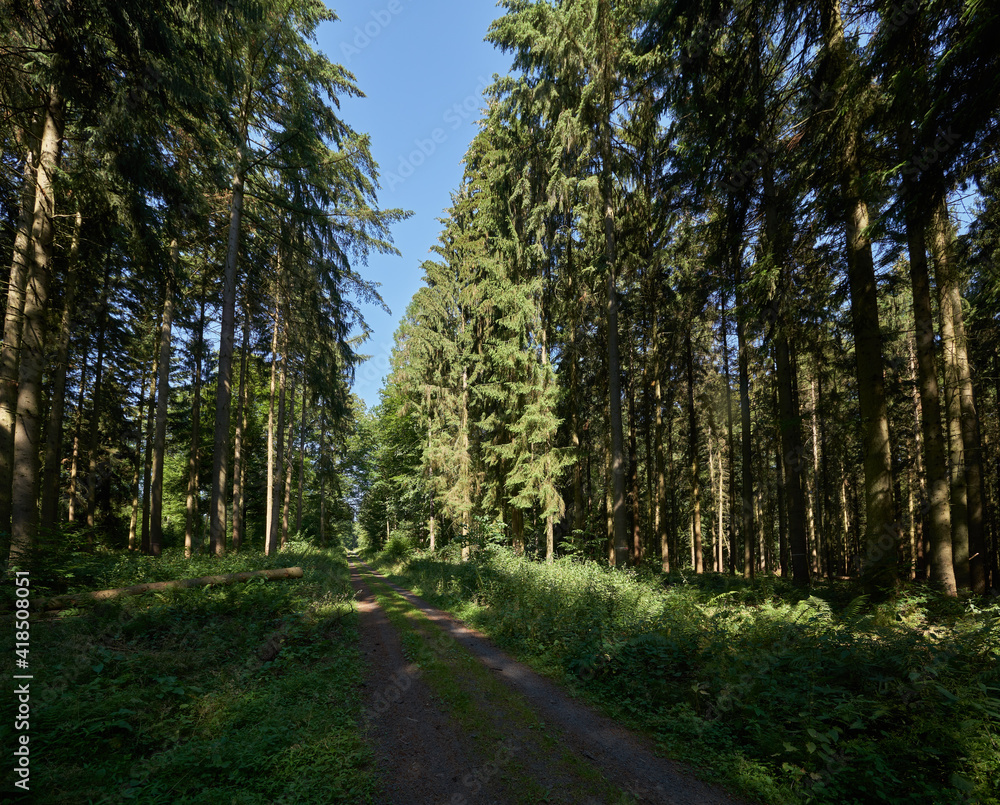 Schattiger Weg durch den Sommerwald