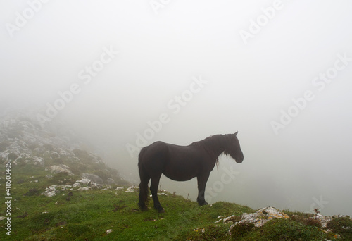 Black horse grazing on a mountain in Asturias  Spain  on a cloudy day with fog