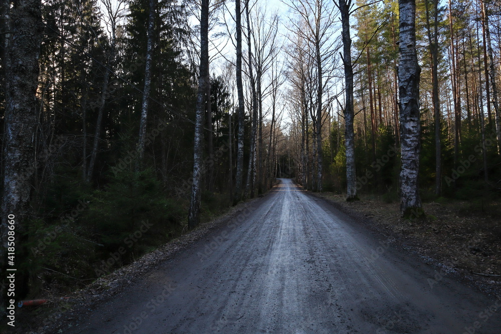 Fototapeta premium A dirty road for cars and walking. Shade or shadows with forest on the sides. Mostly birch trees. Stockholm, Sweden, Europe.