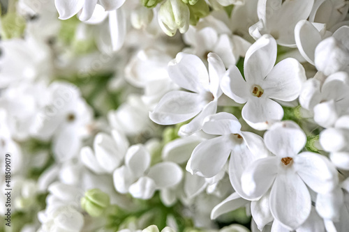 Background from blooming branches of white lilac. Spring