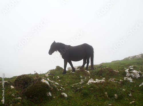 Black horse grazing on a mountain in Asturias (Spain) on a cloudy day with fog © Celia