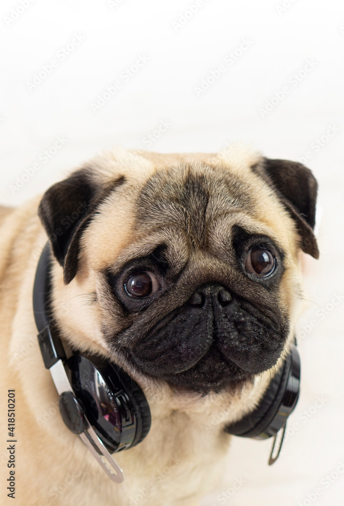 Dog pug with headphones .vertical portrait .Music lover concept .