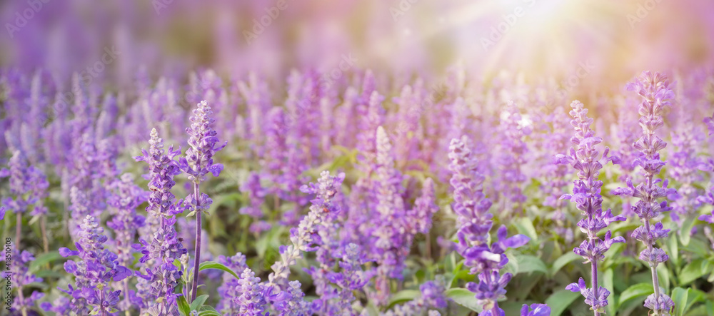 Fototapeta premium Lavender flowers at sunlight and blur background. Lavender field banner design.