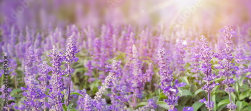 Lavender flowers at sunlight and blur background. Lavender field banner design.