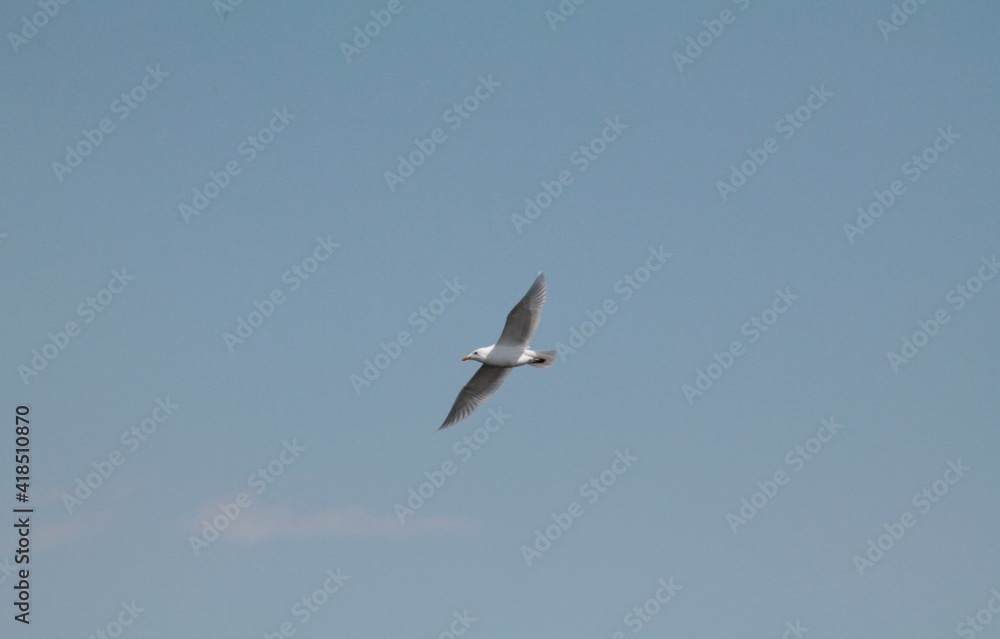 white seagulls in the blue sky over the sea white seagulls in the blue sky over the sea