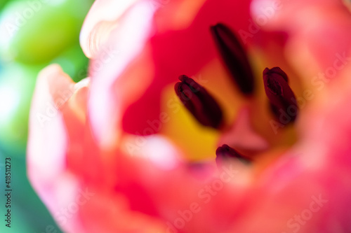 Tableau sur toile Tulips close-up macro with bright colors and pistils in evidence