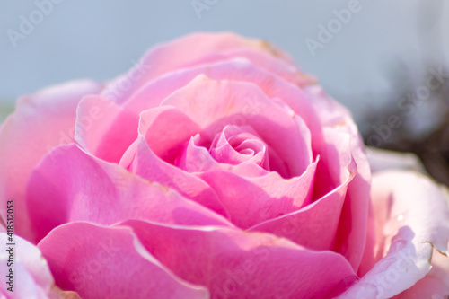 Macro of a pink rose in full blow as valentines day bouquet with a blurred background and soft petals as tender decoration to show love and romance as floral ensemble and gift for mothers day greeting