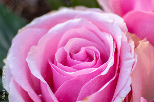 Macro of a pink rose in full blow as valentines day bouquet with a blurred background and soft petals as tender decoration to show love and romance as floral ensemble and gift for mothers day greeting