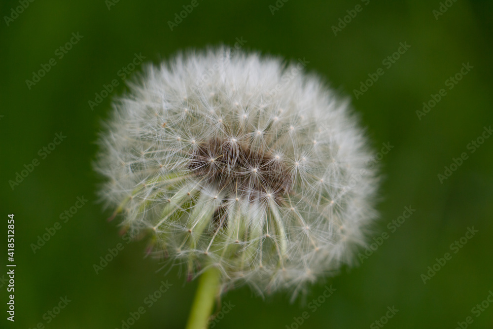 Fototapeta premium dandelion, beautiful white flowers in the meadow, floral background of delicate flowers, macro photography