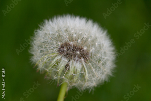 dandelion  beautiful white flowers in the meadow  floral background of delicate flowers  macro photography
