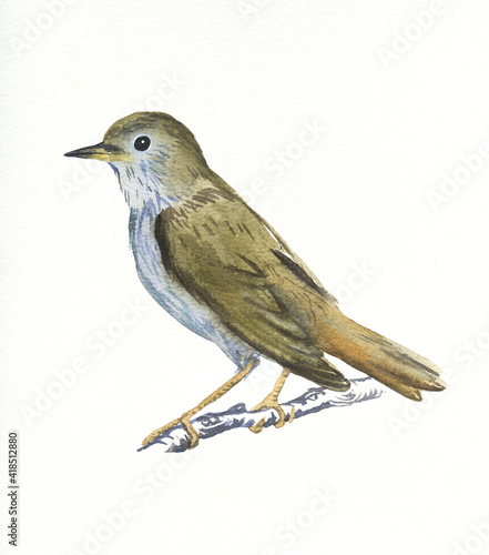Hand drawn watercolor illustration bird Nightingale