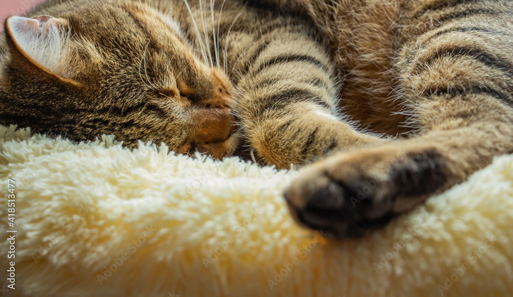 beautiful cute cat tired and resting on his pillow, pet sweet dream, macro photography beautiful cute cat tired and resting on his pillow, pet sweet dream, macro photography