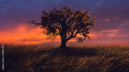 Beautiful landscape with a lonely tree in a field