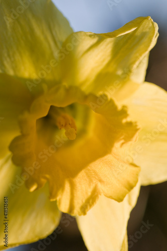 Daffodil flower in extreme closeup