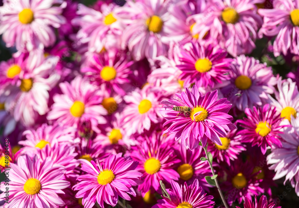 Big bright pink flowers with bee Big bright pink flowers with bee