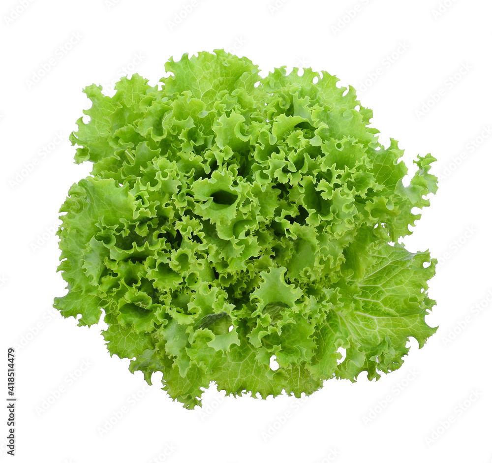 Salad leaf. Lettuce isolated on white background. Salad leaf. Lettuce isolated on white background.
